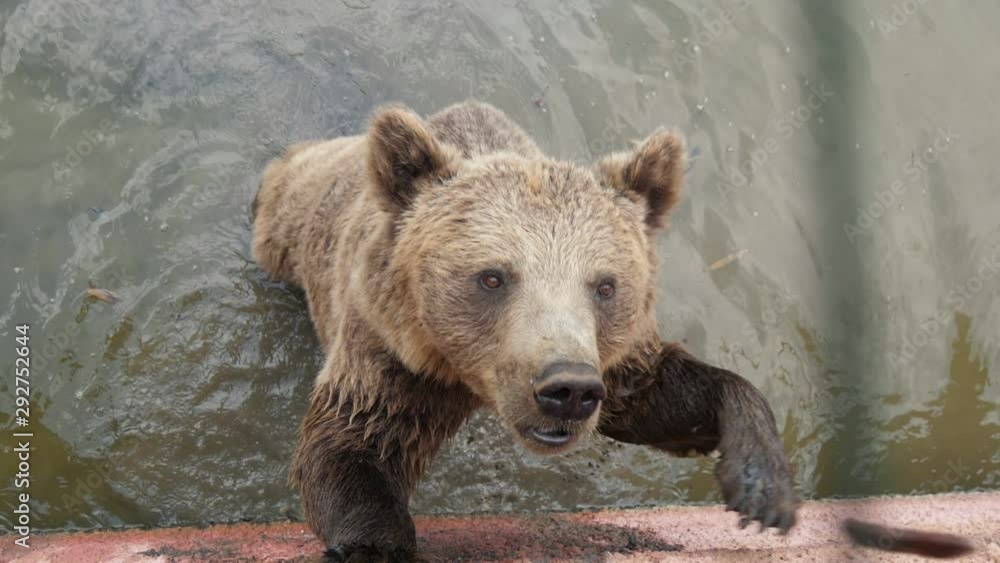 Large brown bear standing in a pool and catching thrown food in a zoo in slo-mo Large brown bear standing in a pool and catching thrown food in a zoo in slo-mo