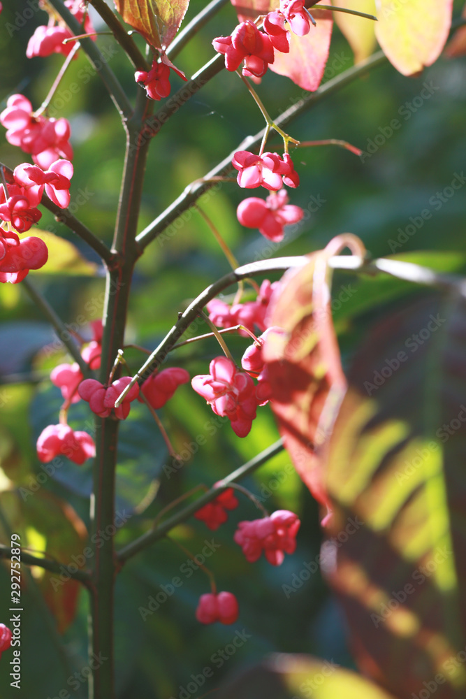 Obraz premium spindle berries in september