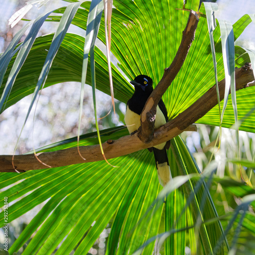 Ptak pod liściem palmy