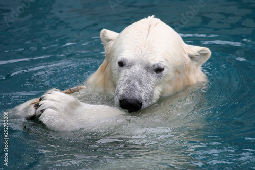 Deux ours polaire blanc sauvage en train de jouer dans l'eau