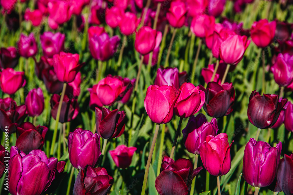 Pinke Tulpen