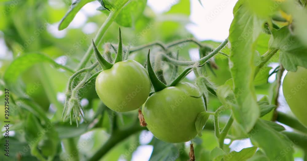 Female hand removes the green leaves to see unripe tomato on a branch. Fresh tomatoes growing on the vine in greenhouse. Close up low angle. Organic farming concept of ecological no GMO farm food. Female hand removes the green leaves to see unripe tomato on a branch. Fresh tomatoes growing on the vine in greenhouse. Close up low angle. Organic farming concept of ecological no GMO farm food.