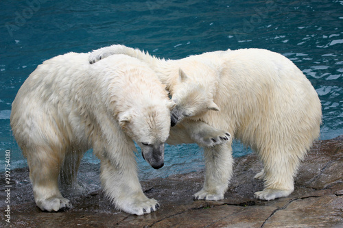 Deux ours polaire blanc sauvage en train de jouer sur un rocher