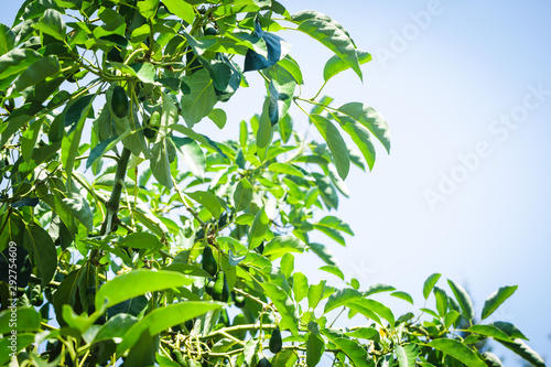 Green fruits of avocado on the tree with leafs. Selective focus  bokeh.