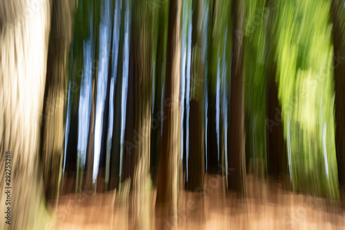 Abstract nature background in forest tall trees and spooky effect.