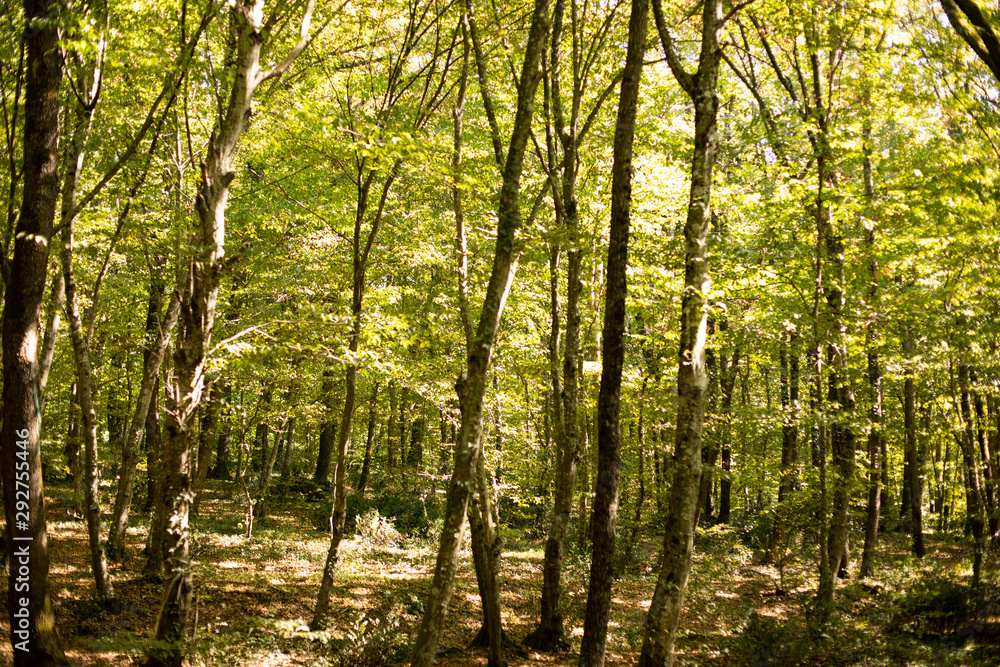 Fototapeta premium Forest in Istanbul