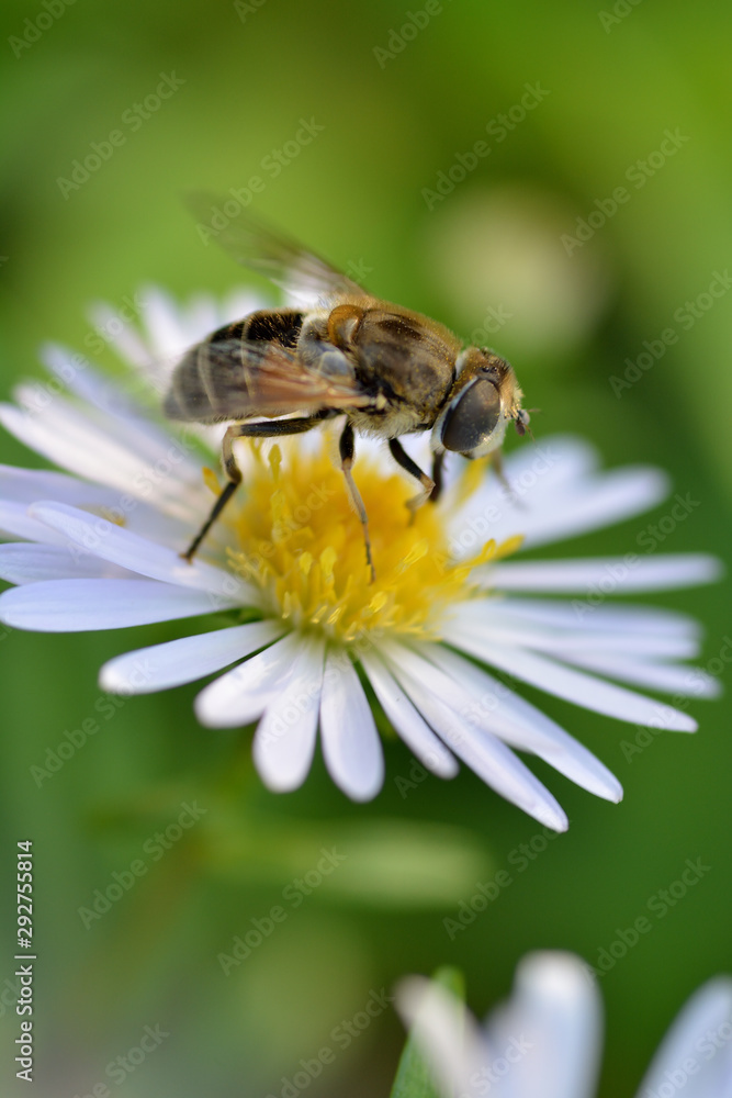 Bee on a white Daisy and a blurred green background. Macro Bee on a white Daisy and a blurred green background. Macro