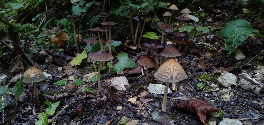 mushroom in forest mushroom in forest