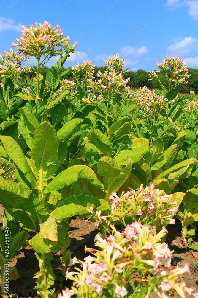 Tobacco green leafs on a tobacco plantation field.