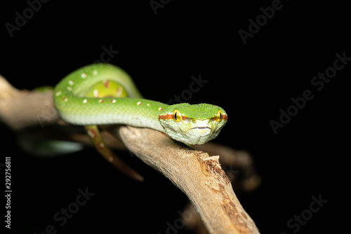 Tropidolaemus wagleri - Wagler pit viper snake against black background - male