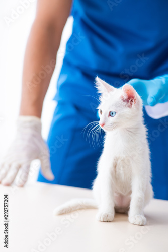 Fototapeta Naklejka Na Ścianę i Meble -  Two young vet doctors examining sick cat
