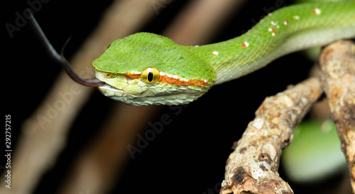 Tropidolaemus wagleri - Wagler pit viper snake against black background - male