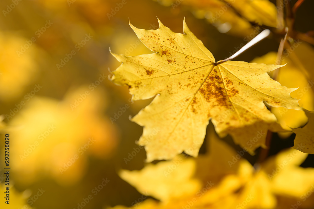 Fototapeta premium Beautiful colorful leaves in autumn forest. Red, orange, yellow, green and brown autumn leaves. Maple foliage. Seasonal background.
