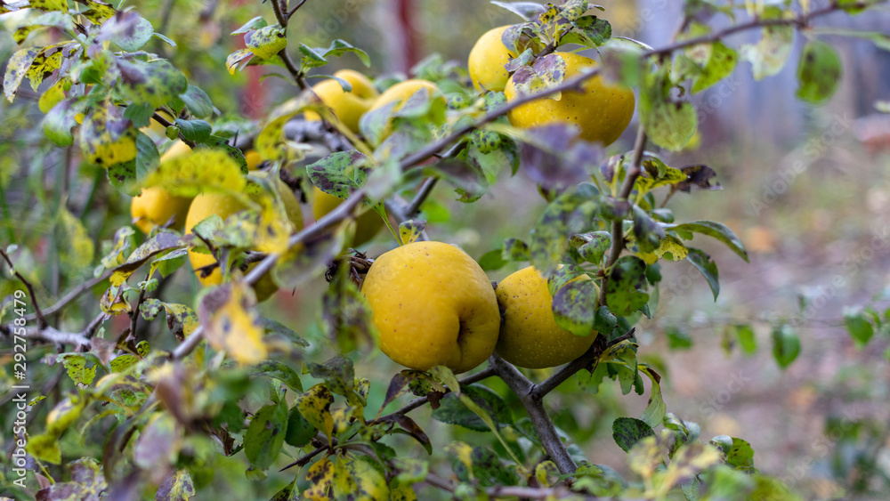 Fresh yellow apple quince on the branch of tree in autumn garden. 