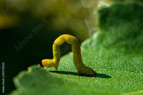 Caterpillar on green leave