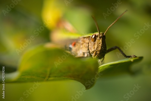 Grasshopper on a leaf © venars.original