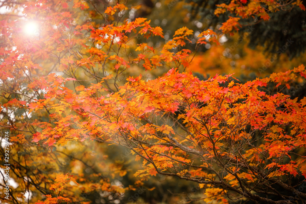 maple tree in autumn, bright red and orange leaves. Autumn mood, walk in a park or forest maple tree in autumn, bright red and orange leaves. Autumn mood, walk in a park or forest
