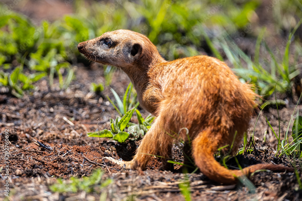 Fototapeta premium Meerkat digging in the soil to hunt worms for eating in sunlight