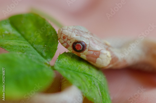 Albino Ringelnatter auf Kleeblatt