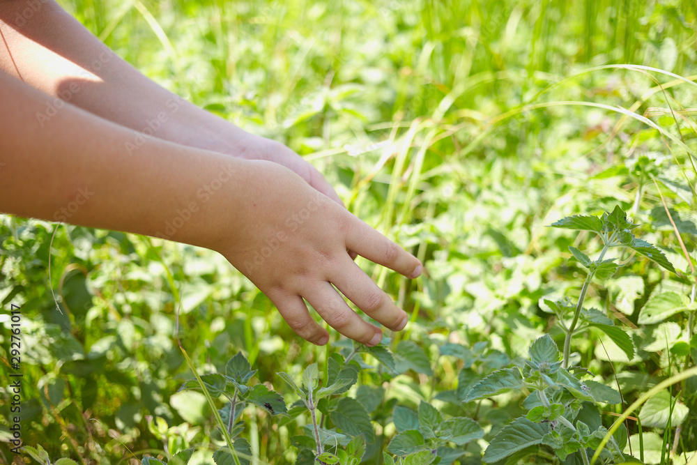 Hands of a child reaching to a green mint.