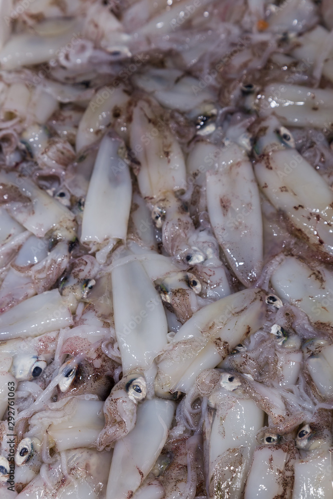 A crate full of freshly caught squid for sale on a counter in the Rovinj fish market. A crate full of freshly caught squid for sale on a counter in the Rovinj fish market.