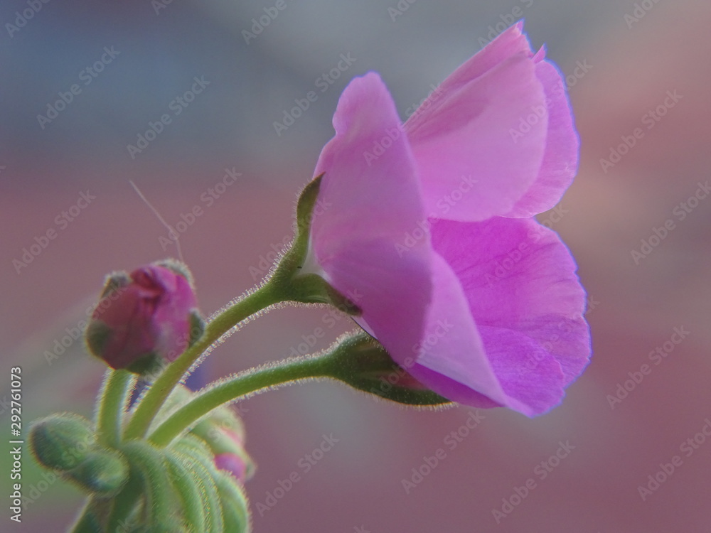 Fototapeta premium pink orchid on a green background