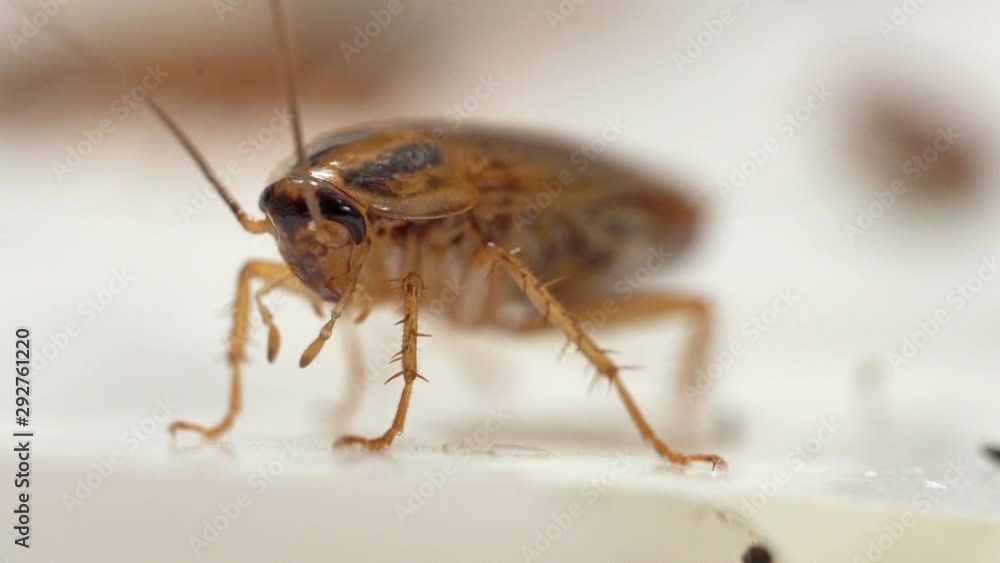 Red cockroach standing and wiggling its whiskers front view macro shot. 4K resolution real time. Red cockroach standing and wiggling its whiskers front view macro shot. 4K resolution real time.