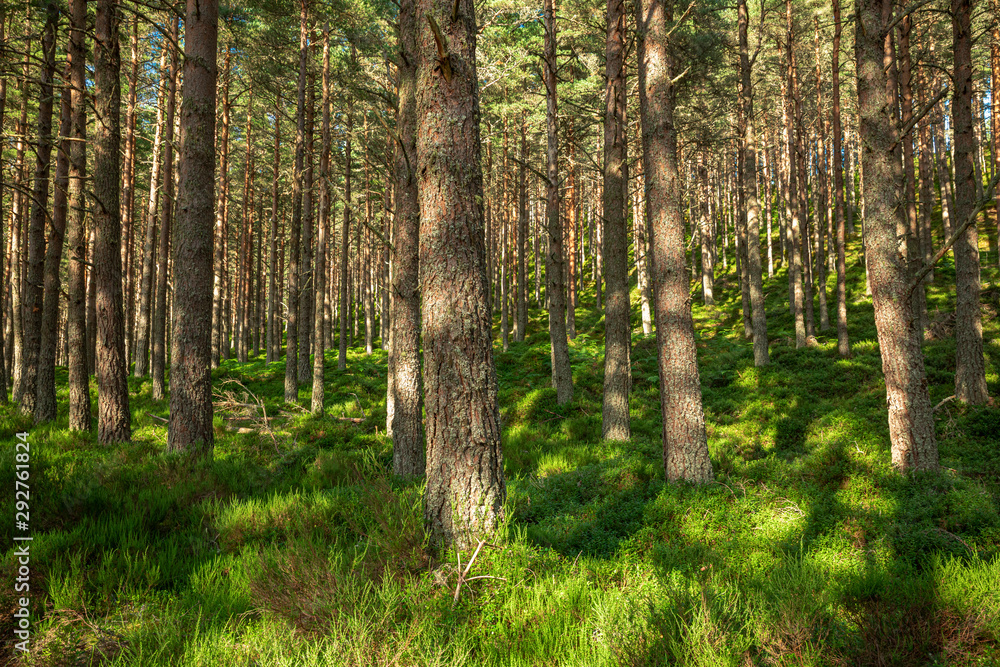 Trees int the Glenmore Forest Park, Cairngorms in the Scottish Highlands, UK.