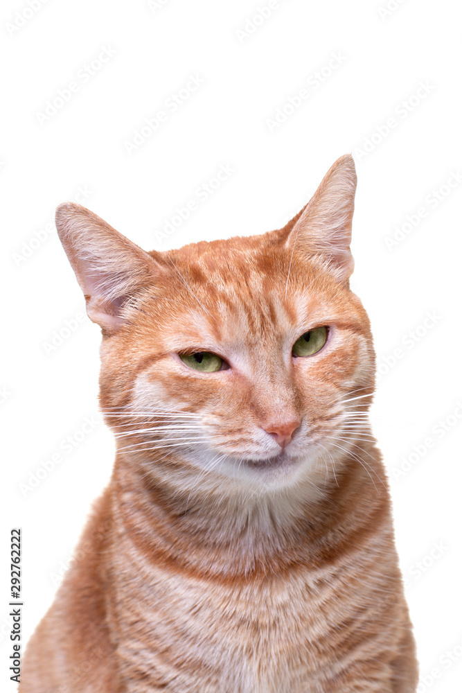 Funny looking muzzle of Red Cat on white Background