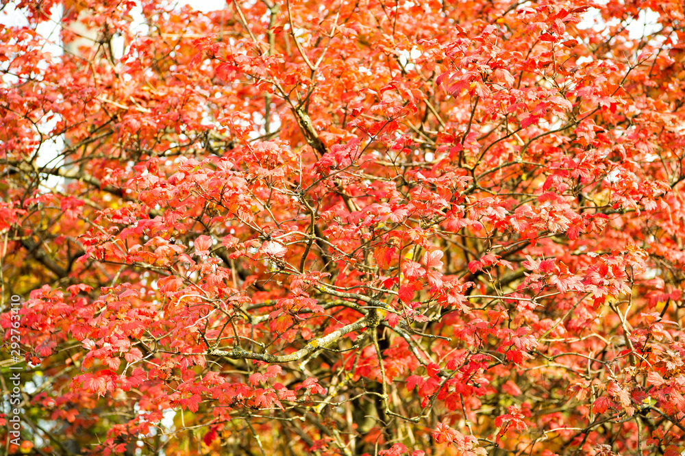 Autumn garden beauty. Leaves turn red in garden. Ornamental garden plant with red colored leaves. Decorative tree in park garden on sunny fall day Autumn garden beauty. Leaves turn red in garden. Ornamental garden plant with red colored leaves. Decorative tree in park garden on sunny fall day