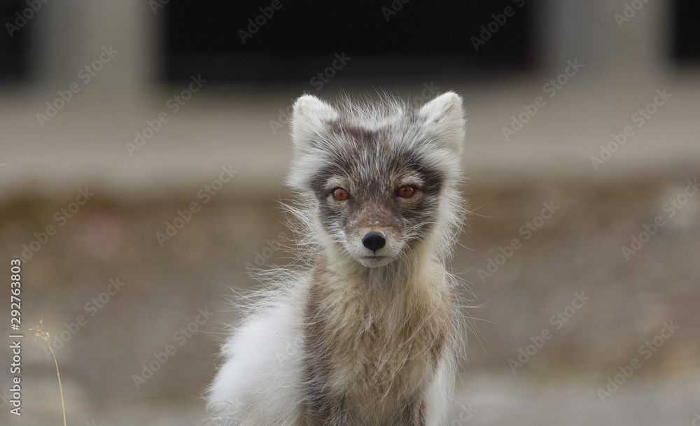 Obraz premium Face to Face with an Arctic Fox in Pyramiden Svalbard, Norway 