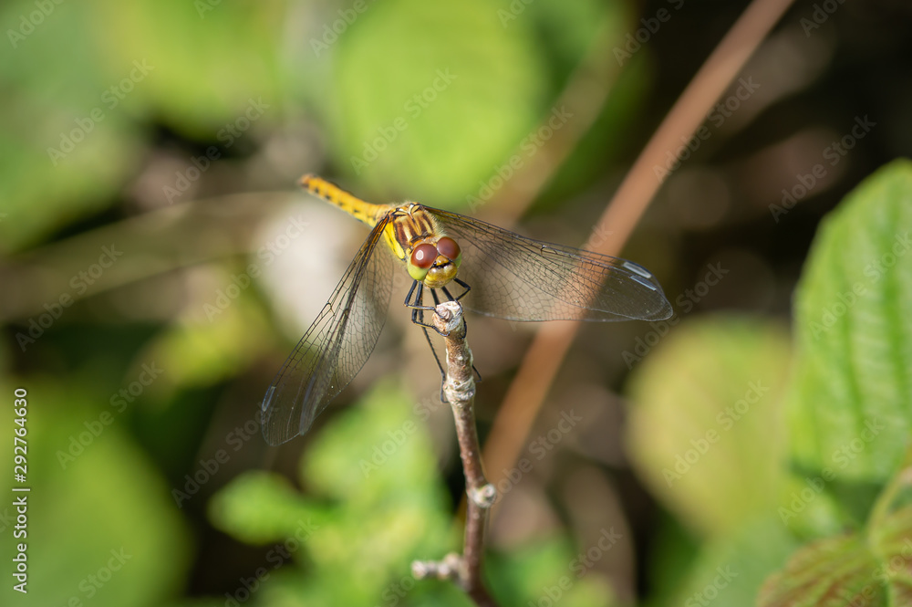 Common darter dragonfly on top of a twig Common darter dragonfly on top of a twig