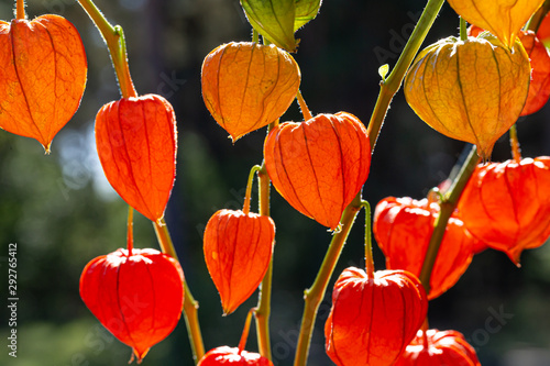 physalis lampion in orange photo