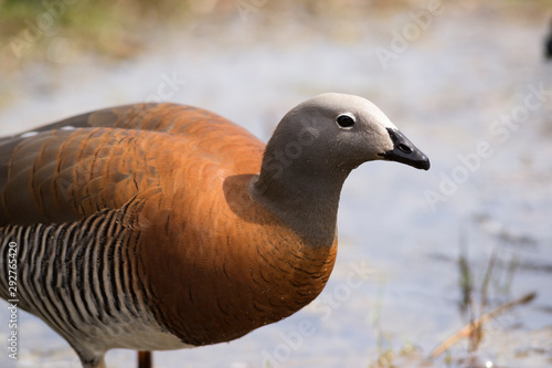 Close-up of birds of Patagonia, Cauquen, Chloephaga Picta Leucoptera. Goose.  photo