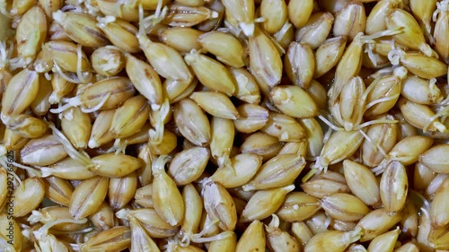 Organic grains of malted barley to prepare beer