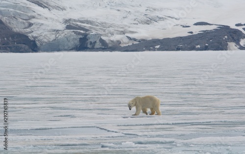 Polar Bear Walking on the pack ice looking for a meal  in Svalbard  Norway  in the Arctic Circle on the Billefjorden