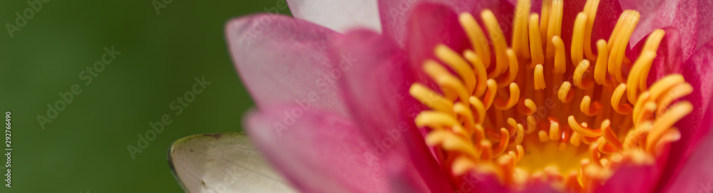 image of a lotus flower close-up image of a lotus flower close-up