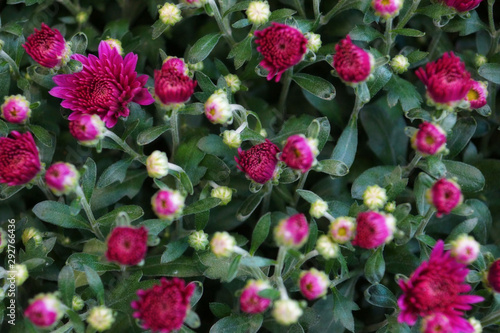 the flower buds of chrysanthemums in a bright pink