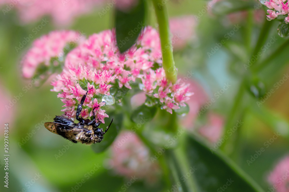 A wet bee on Sedum Autumn Joy in a raining day A wet bee on Sedum Autumn Joy in a raining day