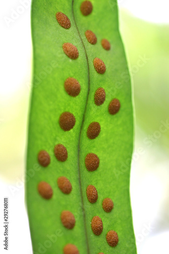 Hawaii laua'e fern photo