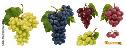 Slika na platnu Wine grapes, table grapes. Fresh fruit, 3d realistic vector set