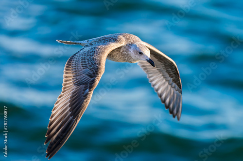 Seagull in full flight above the North Sea, picture taken from above, special position