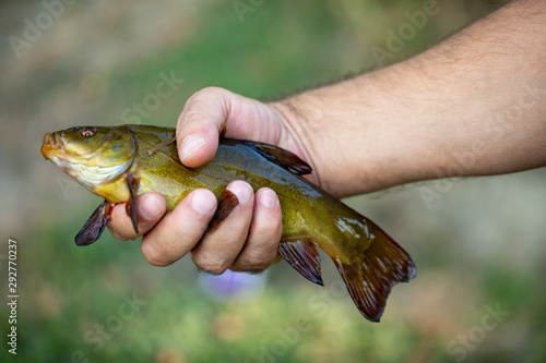 Fototapeta Naklejka Na Ścianę i Meble -  Tench Fish in Hand