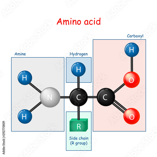 Amino acid. structural formula and model of molecule