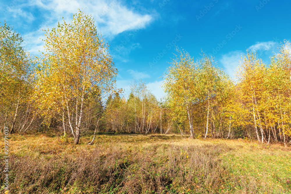 birch forest in mountains. sunny autumn scenery. trees in yellow foliage. blue sky with clouds