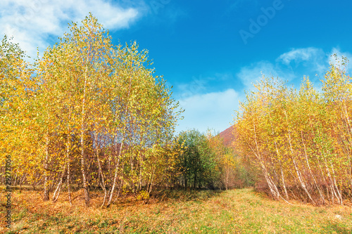 birch forest in mountains. sunny autumn scenery. trees in yellow foliage. blue sky with clouds