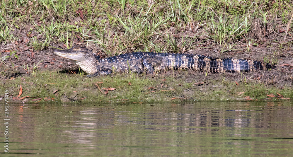 Young alligator sitting in the autum sun Young alligator sitting in the autum sun