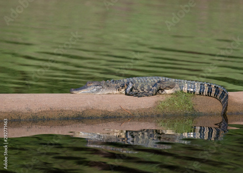 Young Alligator sitting in the autum sun