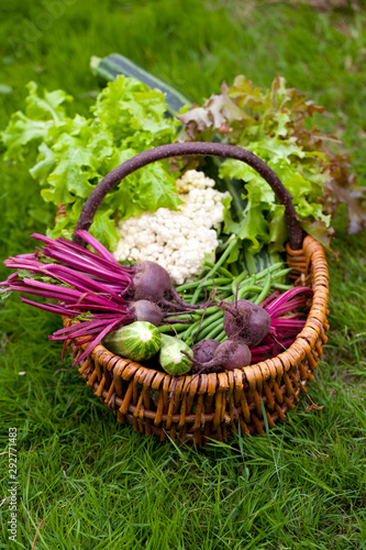 Basket of freshly picked vegetables