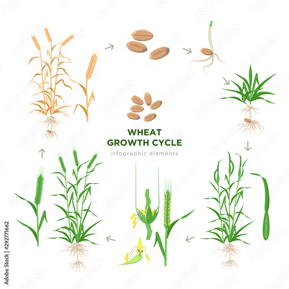 Plakat Wheat growing stages, life cycle of wheat plant infographic